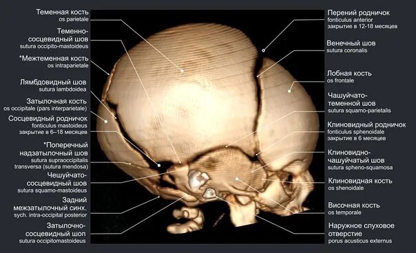 Шов теменных костей. Выступ затылочной кости черепа. Череп ребенка затылочная кость. Чешуя затылочной кости.