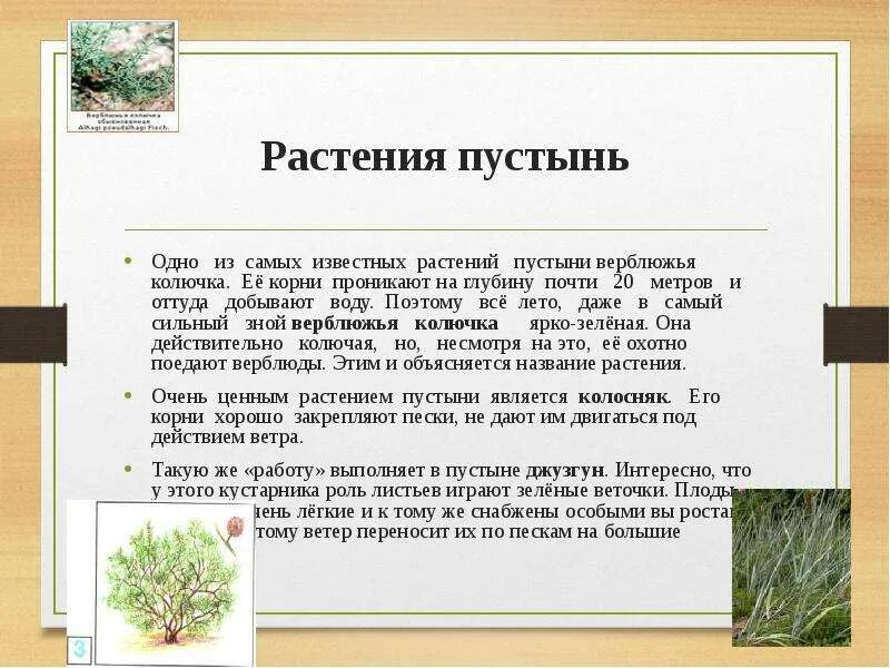 Длинные корни какая природная зона. Корни растений в пустыне. Корневая система растений пустыни. Верблюжья колючка корень. Все растения пустынь.