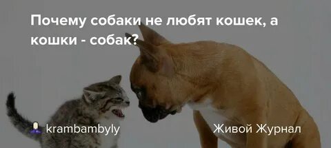 Какие собаки не любят кошек