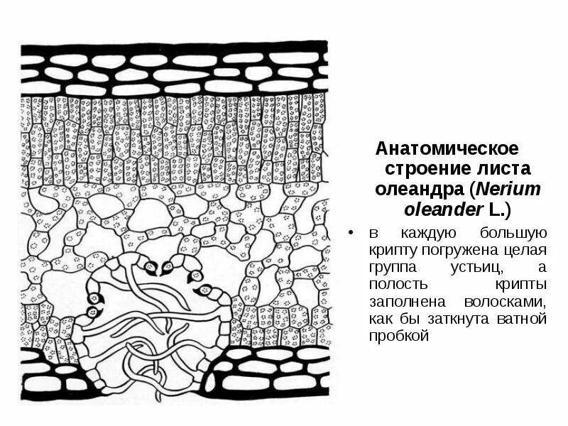 Клеточное строение листовой пластинки 6 класс биология. Строение листа фотосинтез. Мезофилл листа фотосинтез. Строение тканей листа растения. Три основные функции листа.