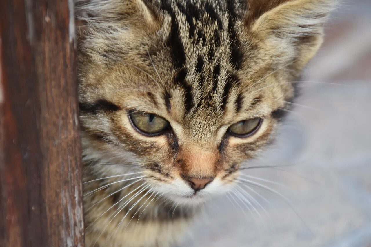 Есть кот молодой. Молодые коты. коты морды молодые. коты молодая коты. котты молодые.