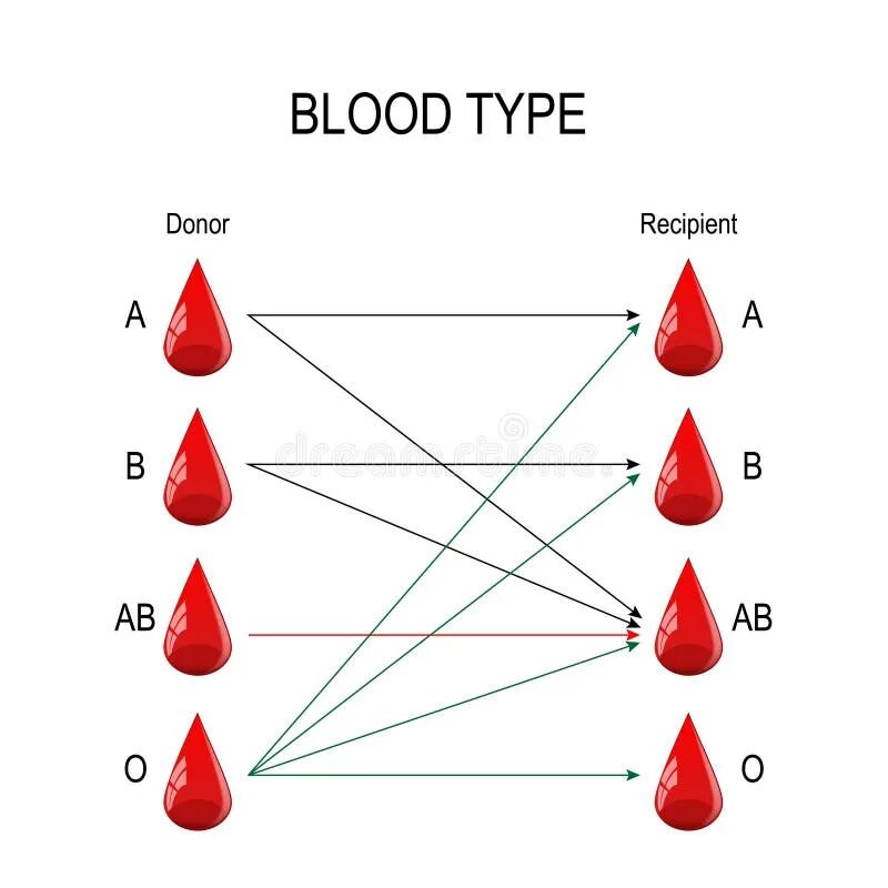 Blood Types. Группы крови на английском. Группа крови. Type a кровь. Recipient com