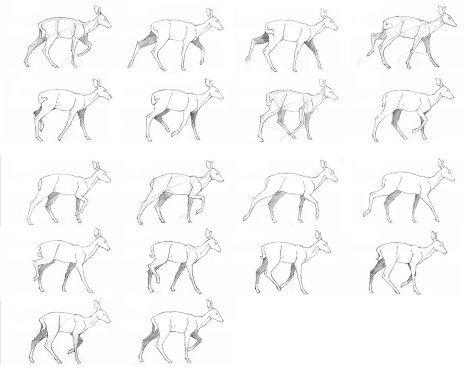 Походка собаки. Собака ходьба референс. Ходьба собаки. Зарисовки животных в движении. Собака идет референс.