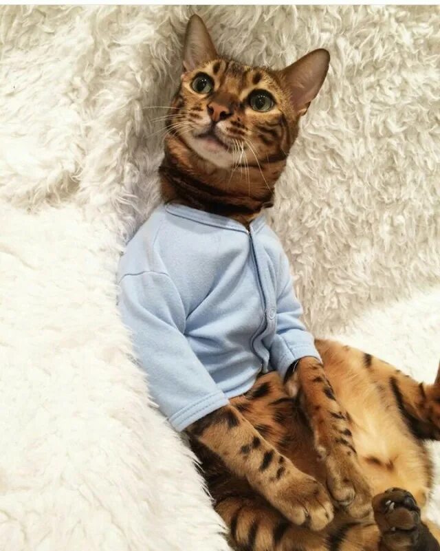 Кот одет. Одетый котик. одетые коты. одетая кошка. коты модно одетые.