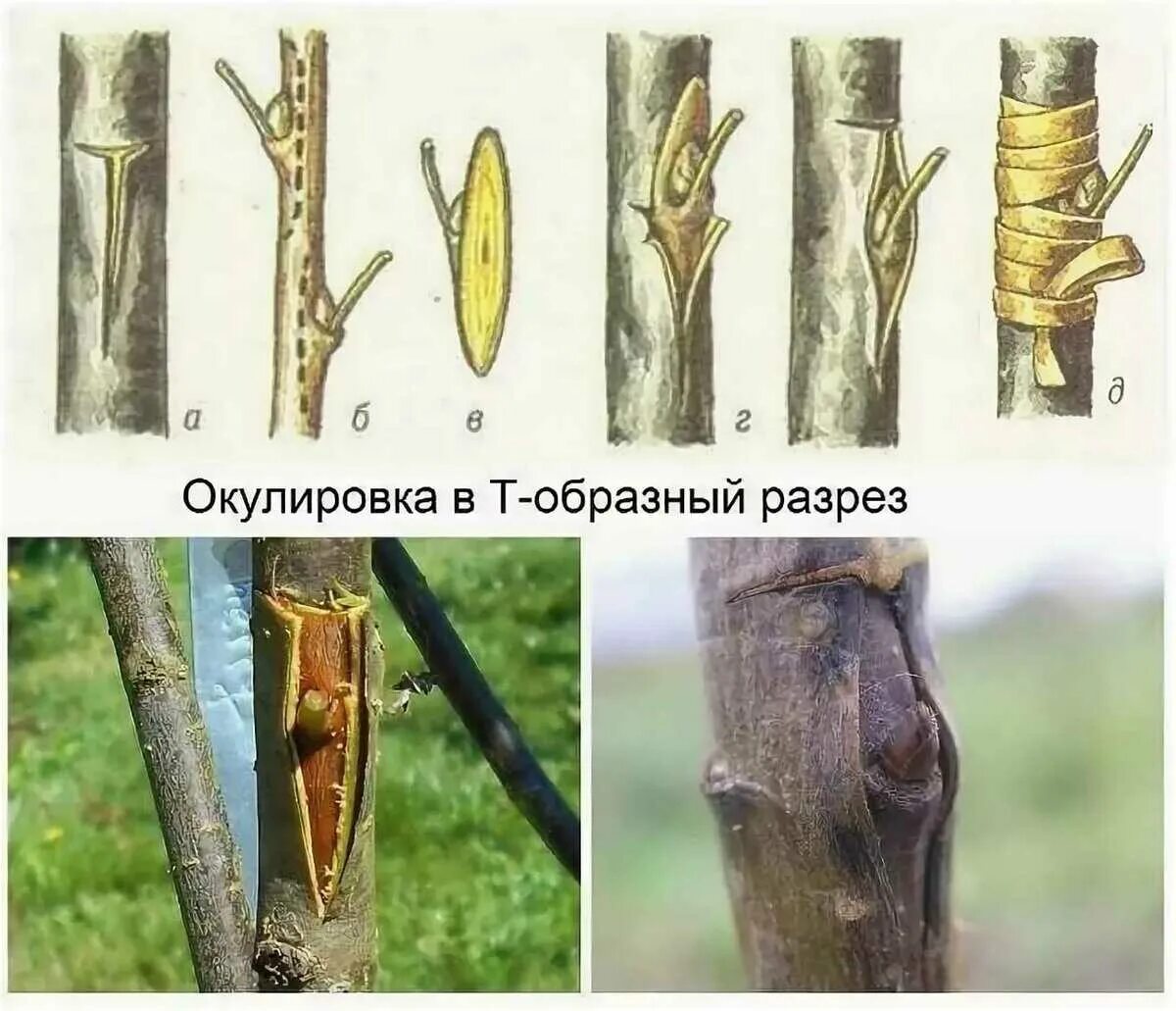 Окулировка плодовых деревьев. Окулировка яблони глазком. Способы прививки плодовых деревьев окулировка. Прививка яблони окулировкой. Прививка в расщеп плодовых деревьев