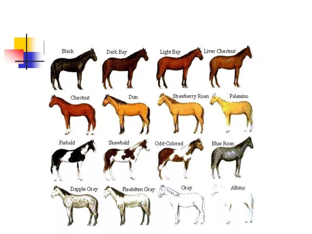 цвет лошади называется. лошадь масти абигаль. цвета коней названия. масти лошадей названия. цвет лошади называется.