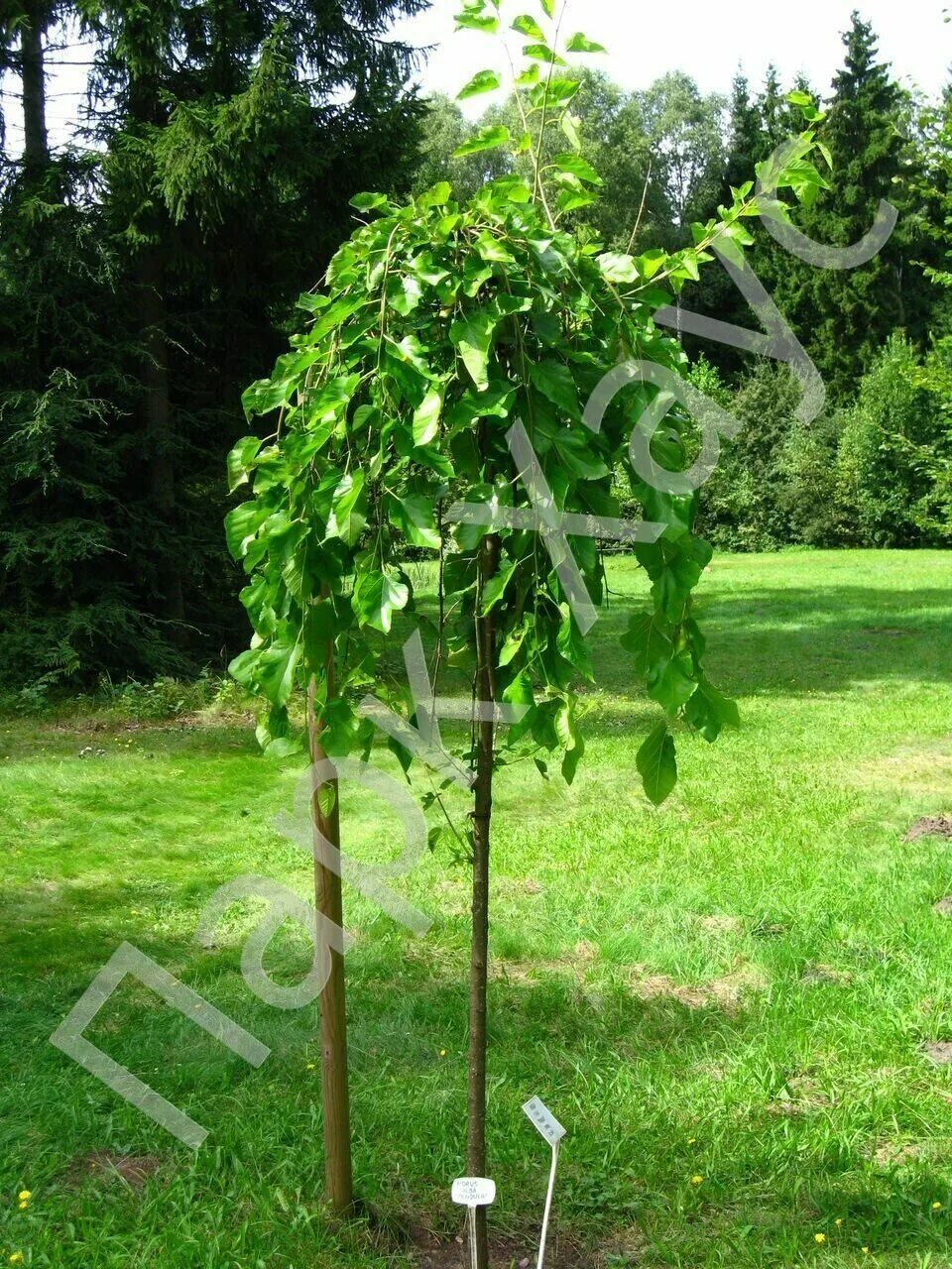 Шелковица morus alba pendula. Шелковица пендула. Шелковица на штамбе. Шелковица плакучая пендула. Шелковица штамбовая.