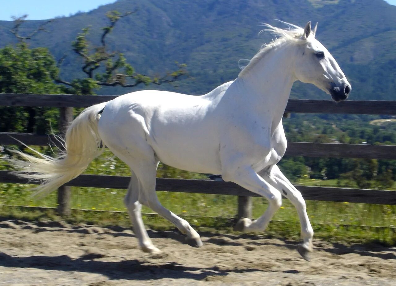 Буланый лузитано. Лузитано порода. Лузитано кремелло. Лузитано лошадь. Гнедой лузитано.