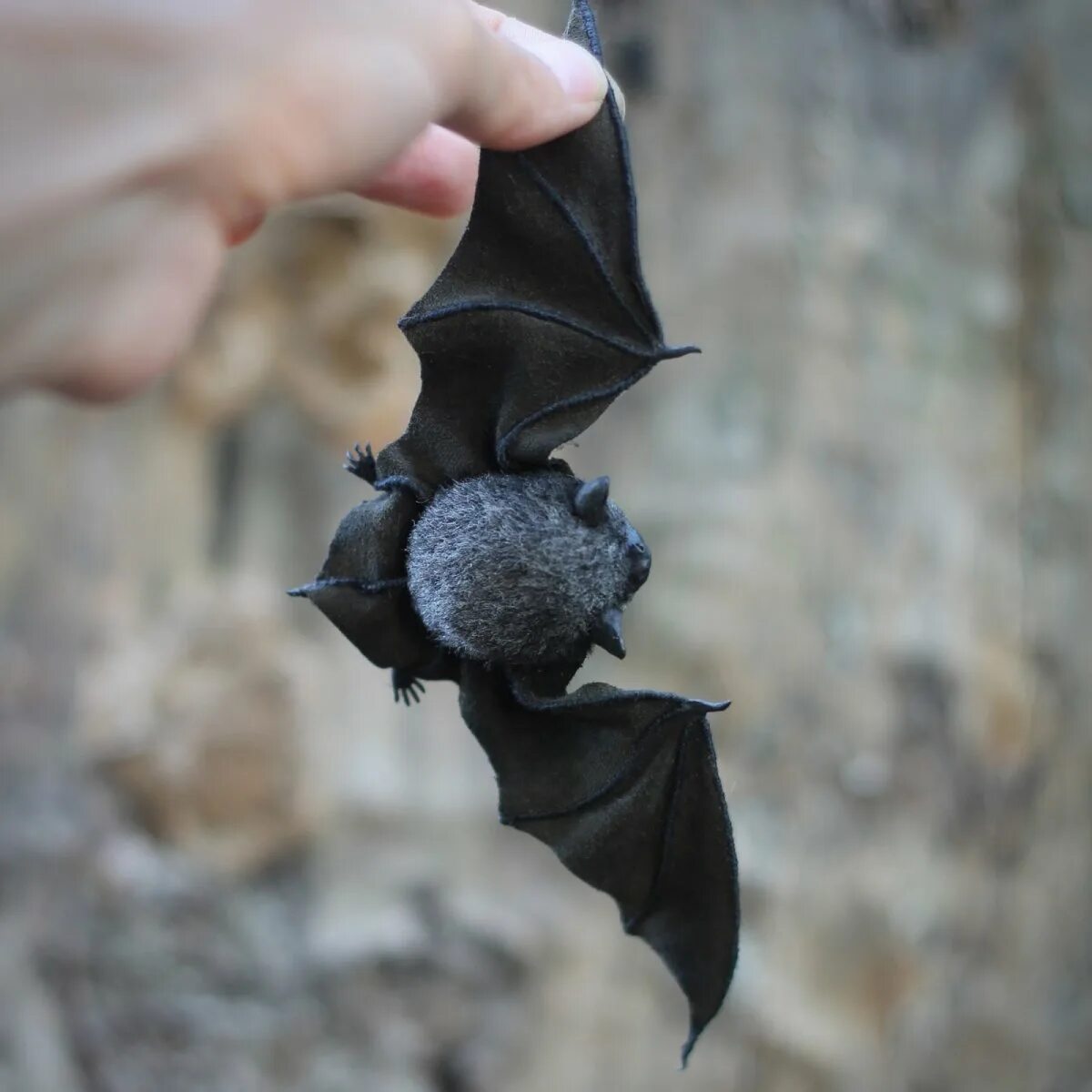 Вампир крылан. Ночница черная ведьма бабочка. Рукокрылые убежище. Гривастый ацеродон летучая мышь. Летучая мышь для презентации.