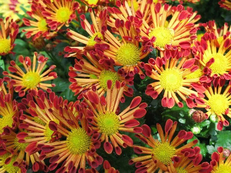 Free Images : nature, flower, petal, bloom, botany, flora, wildflower, dahlia, d