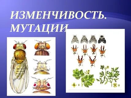 1 изменчивость