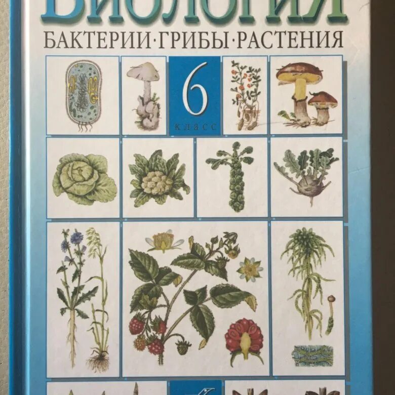 Биология 6 класс Пасечник. Учебник по биологии 6 класс. Биология. 6 Класс. Учебник. Биология 6 класс учебник Пасечник.