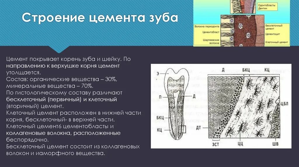 Бесклеточный цемент зуба гистология. Дентин корня зуба гистология. Гистологическое строение цемента корня зуба. Строение цемента зуба гистология. Функции тканей зубов