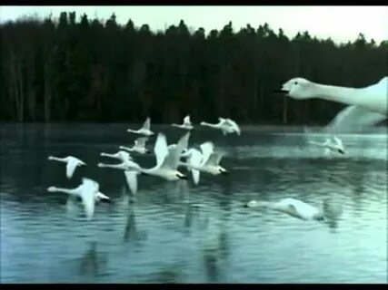 Смотрящий в белом лебеде