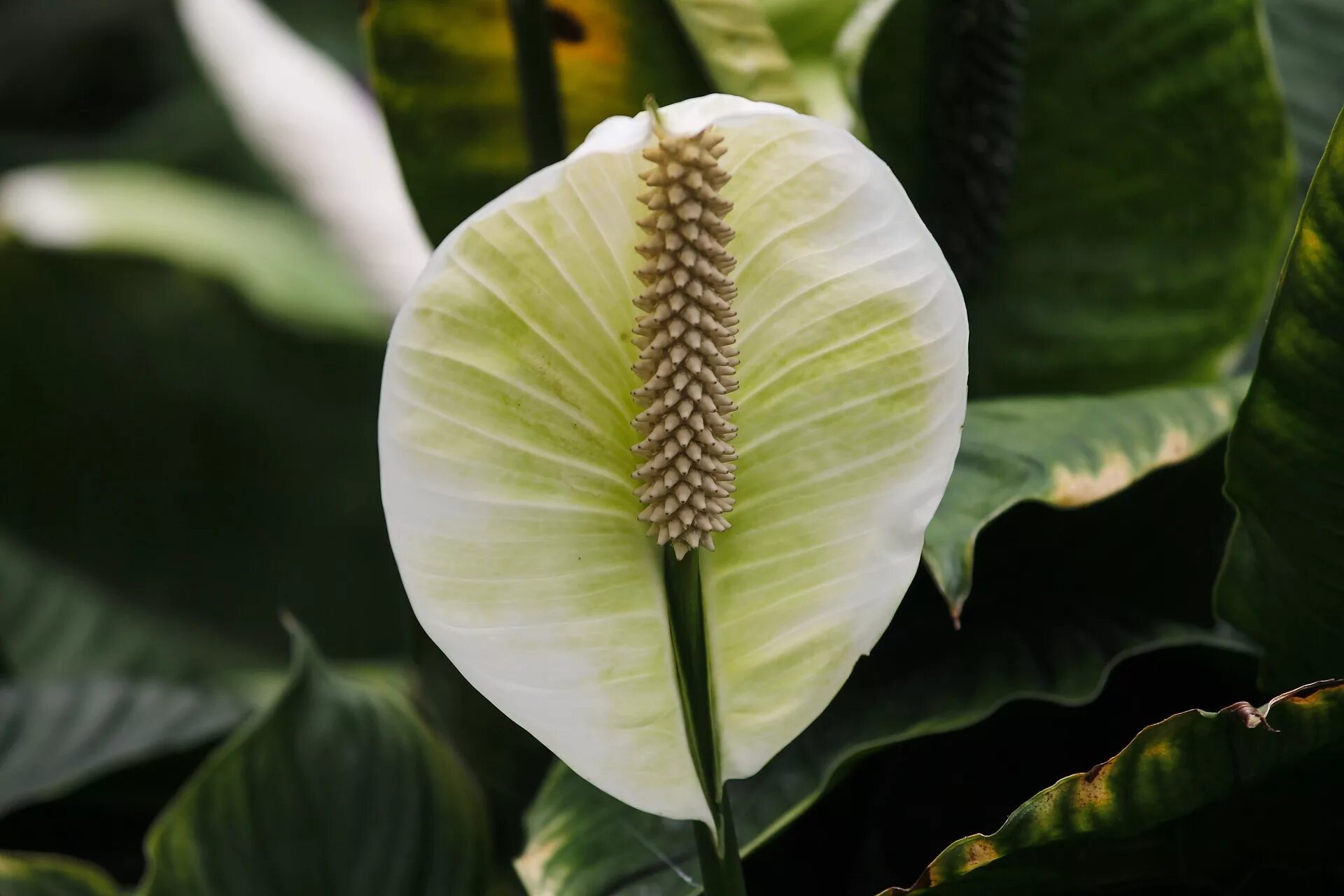 Спатифиллум. Спатифиллум Пикассо. Спатифиллум Домино. 4. Peace Lily (Spathiphyllum).