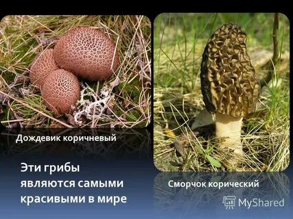 Какие грибы считаются самыми дорогими