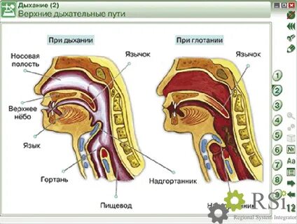 Строение организма человека тест 8 класс биология