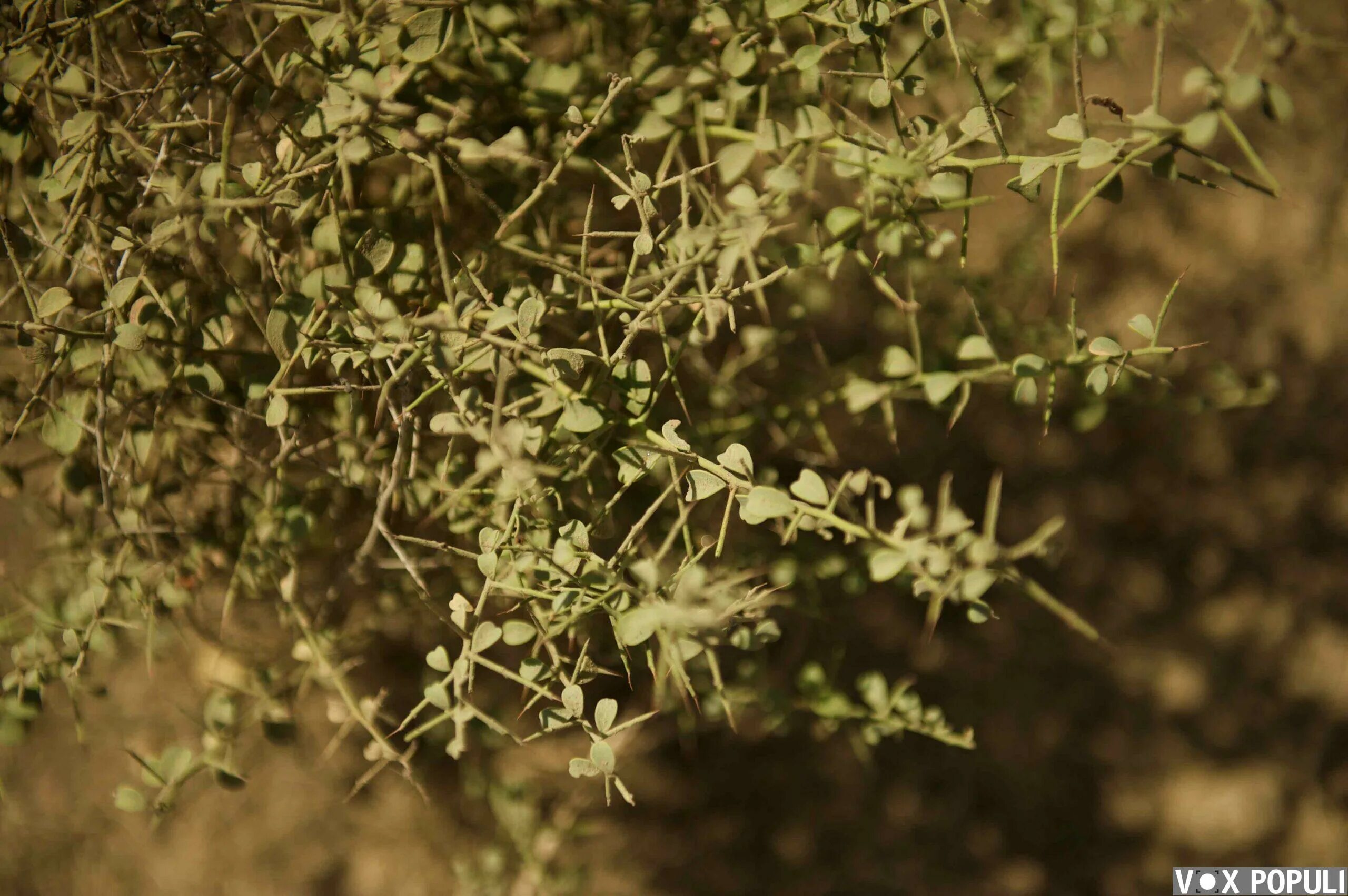 Зимбилак колючка. Верблюжья колючка обыкновенная. Верблюжья колючка корень. Янтак верблюжья колючка. Определите разряд прилагательных.