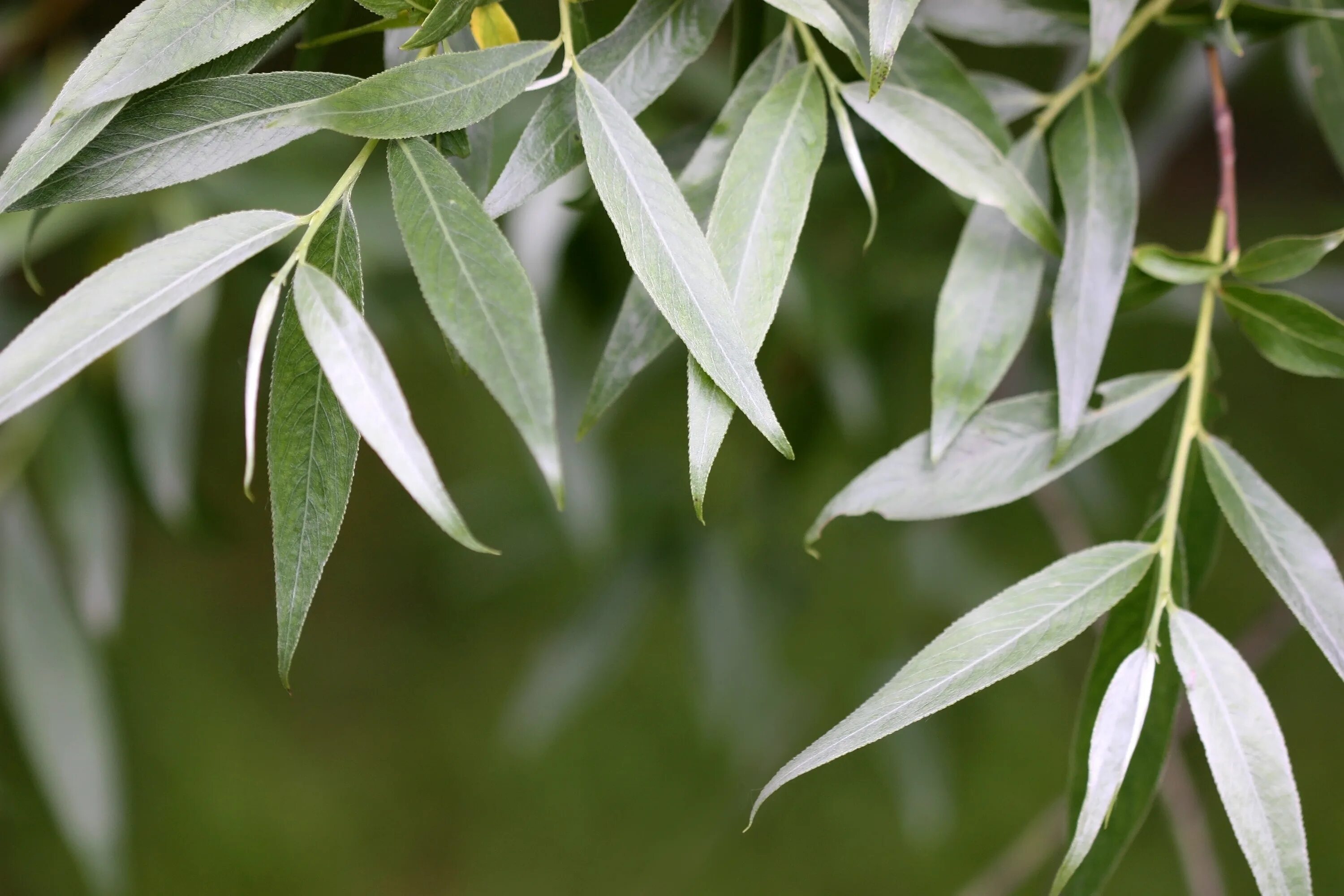 Ива белая Саликс Сальба. Ива Alba. Ива белая (Salix Alba). Ива серебристая или белая (Salix Alba). Форма листа ивы