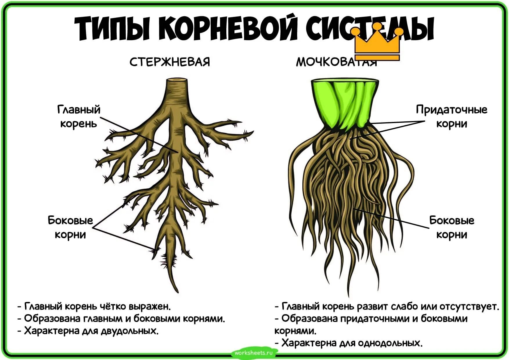 Типы корневых систем у растений. Корень виды корневых систем.