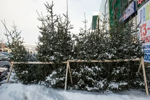 Елочный базар новокузнецк