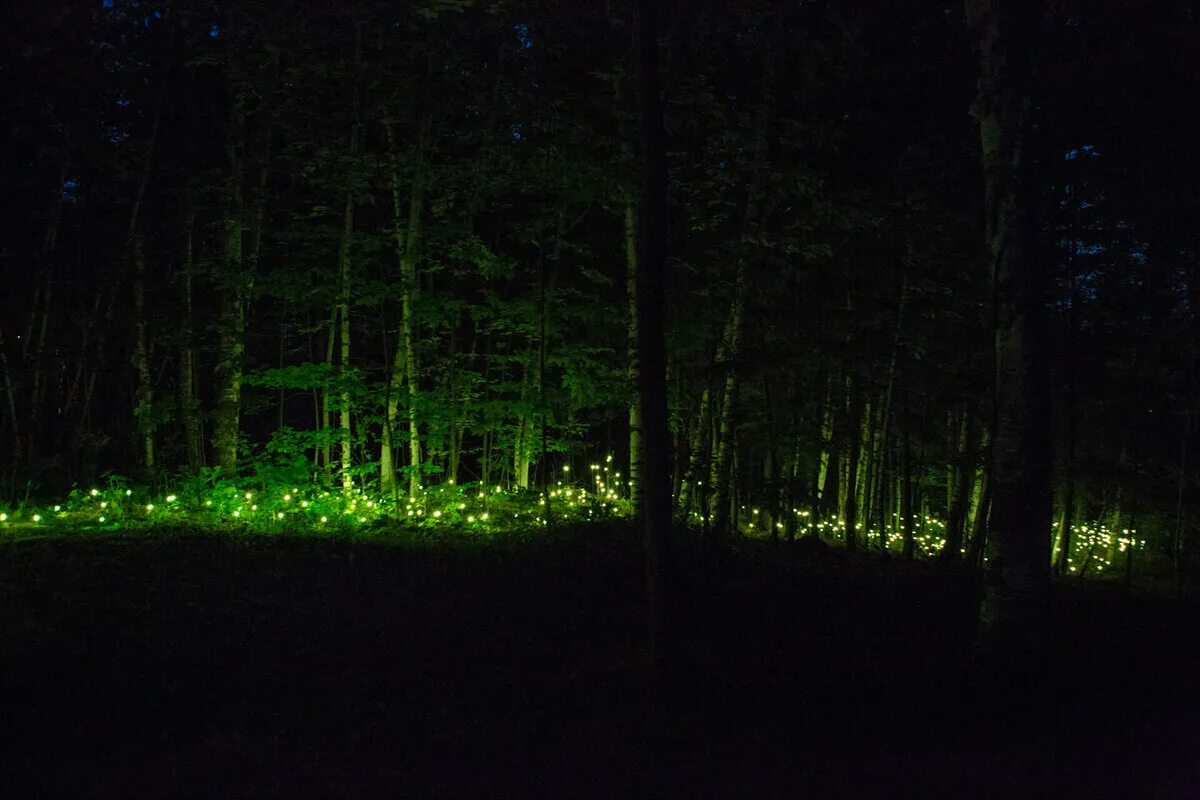 Глазок лесной. Светлячки и гнилушки. Foresta Lumina (светящийся лес).. Светящиеся гнилушки в лесу. Ночной лес.