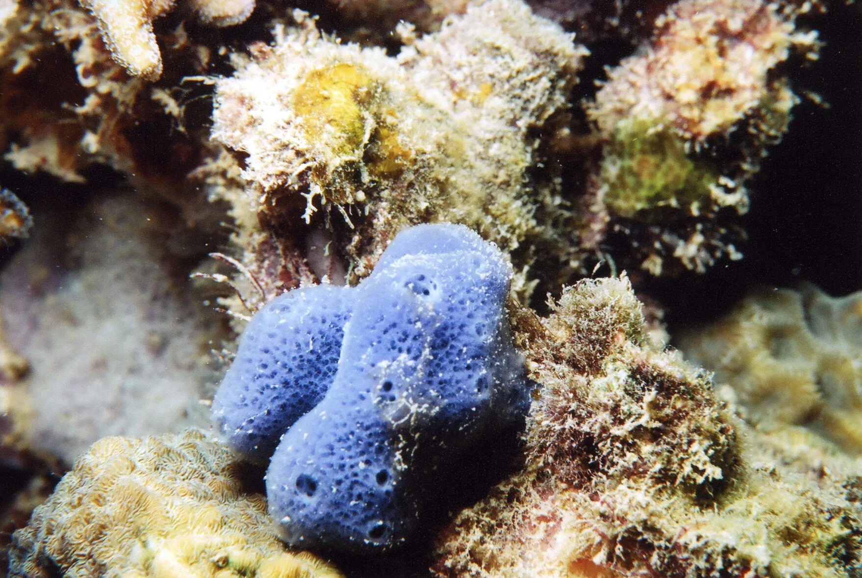 губка микрофибра для авто. губка для тела кирпичик, 20*11*5см (80) арс. синяя губка. спонж синий. синяя губка.