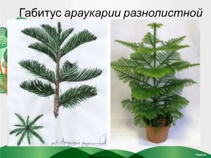 Габитус