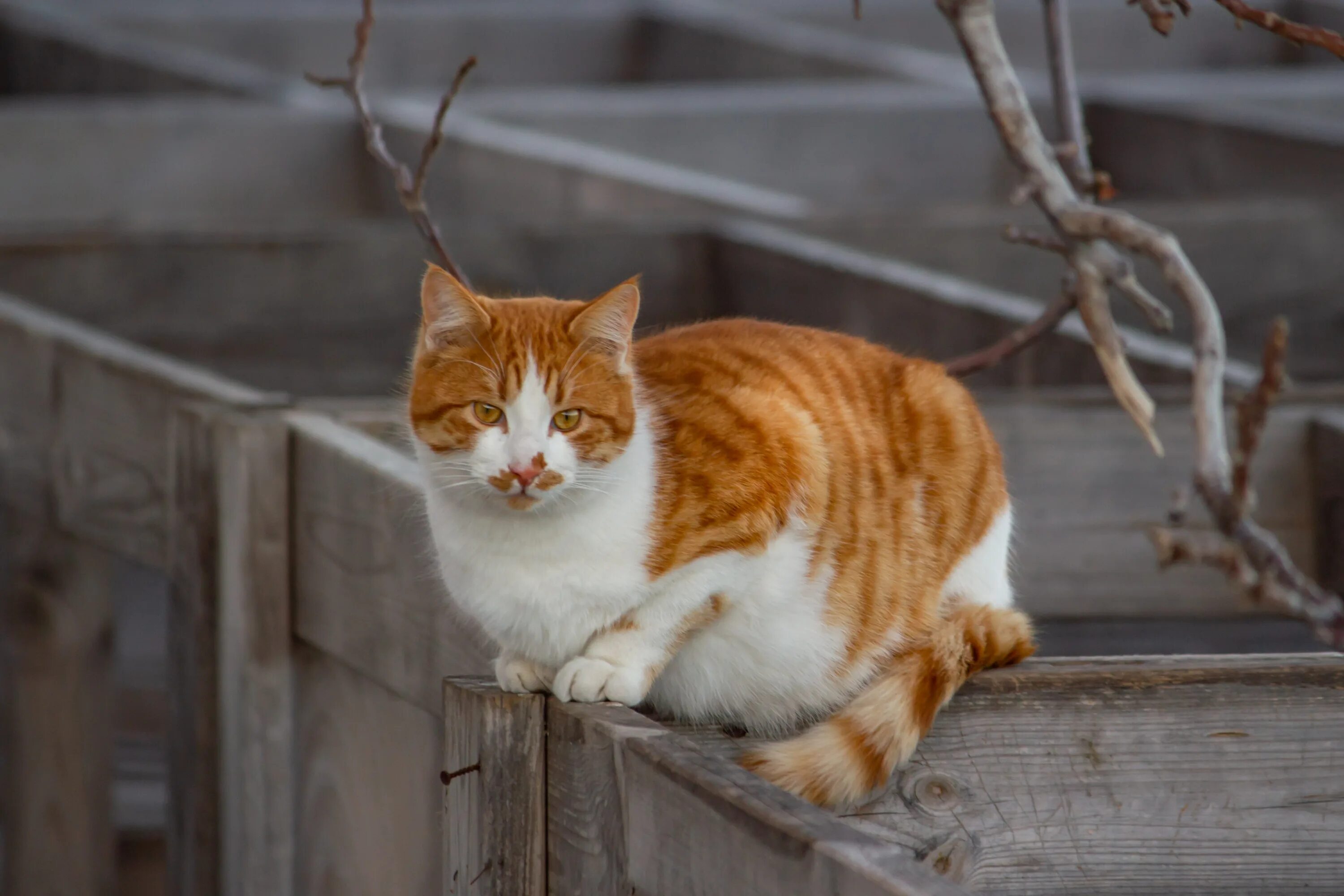 К чему приходят рыжие коты в дом