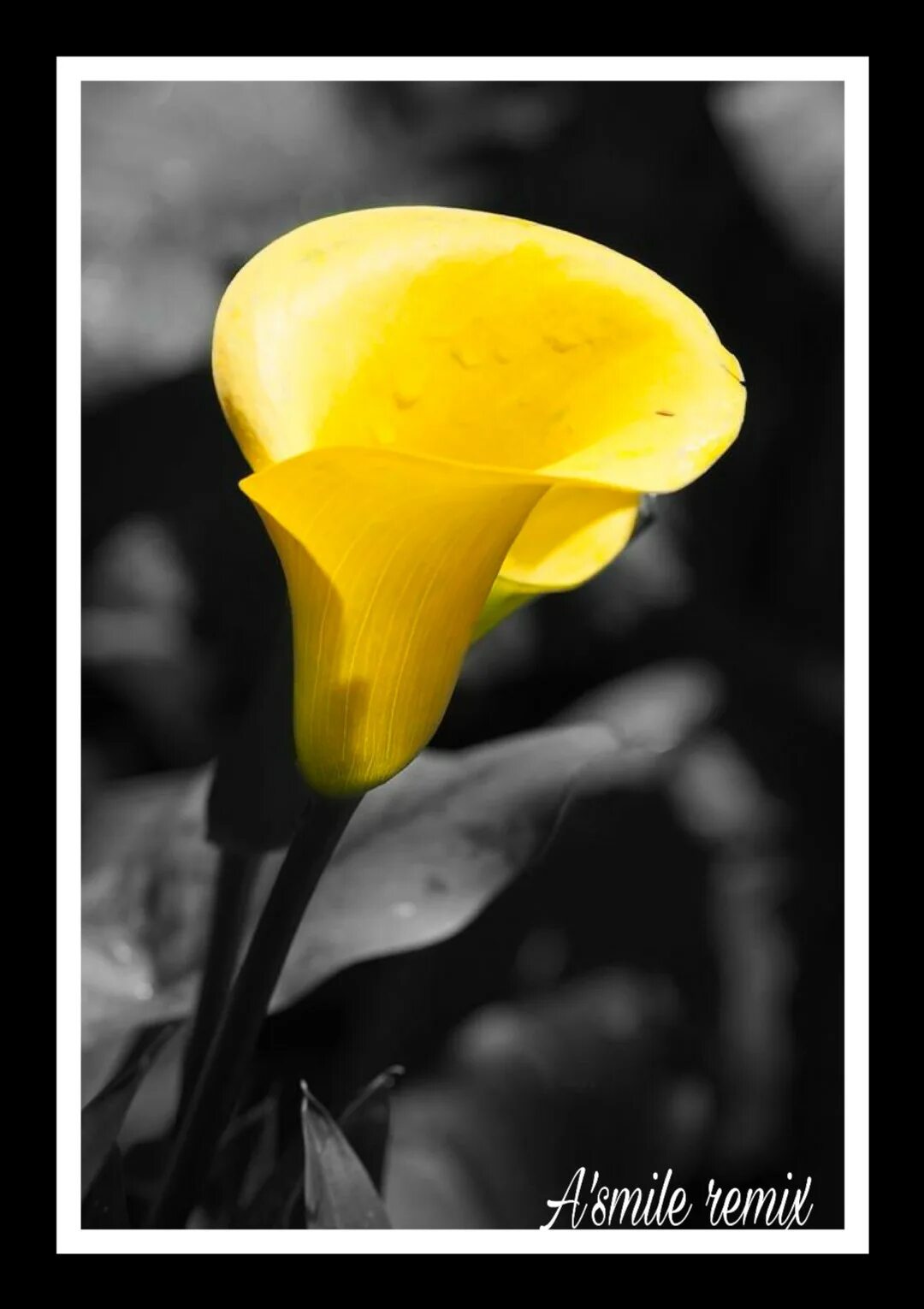 Картина черно желтая. Жёлтый цветок. Желто черные цветы. Цветы желтого цвета. Черно желтый.