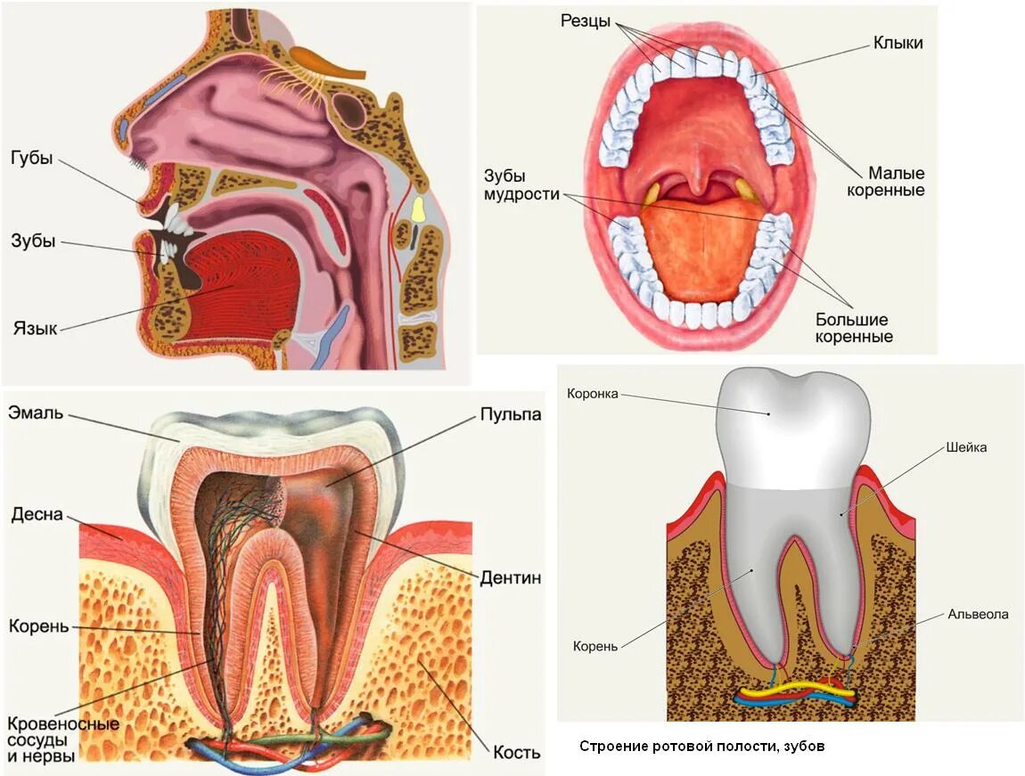 Биология 8 класс пищеварение в ротовой полости. Ротовая полость строение анатомия зубов. Пищеварительная система строение зуба. Строение ротовой полости 8 класс биология. Ротовая полость зубы человека