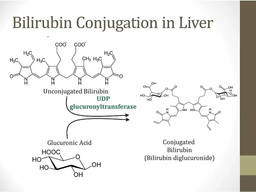 Билирубин. Конъюгированный билирубин формула. Bilirubin Synthesis. Прямой билирубин формула биохимия. Прямой билирубин формула структурная.