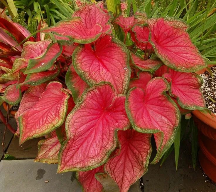 Каладиум келли. Каладиум фото и описание. Каладиум pink beauty. Каладиум красный. Каладиум фото и описание.