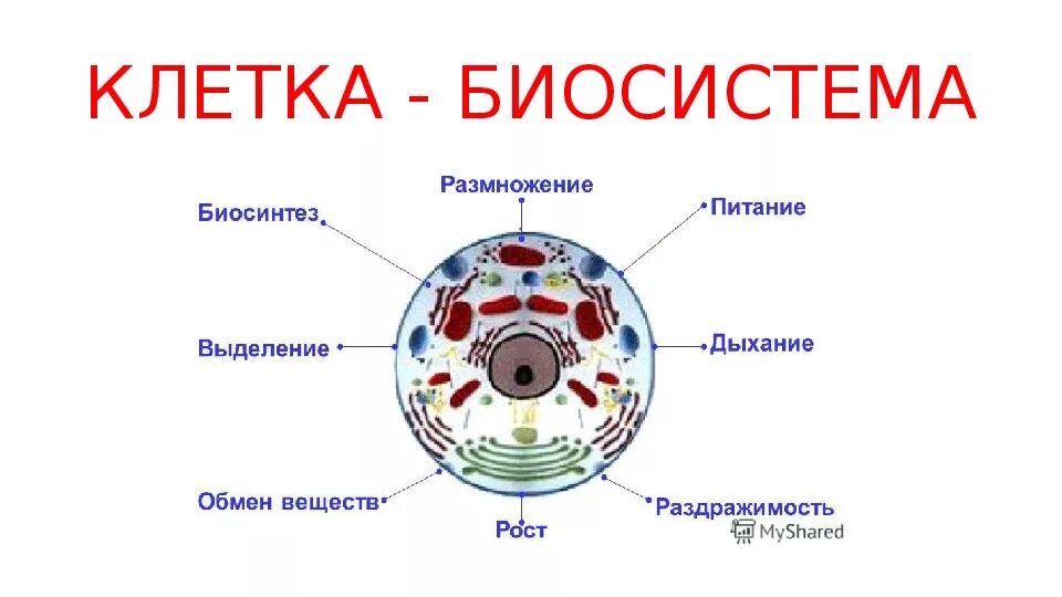 Биологическая клетка является. Клетка Живая система схема 5 класс по биологии. Клетка Живая система 5 класс биология. Схема клетка Живая система 6 класс биология. Биосистема клетка.