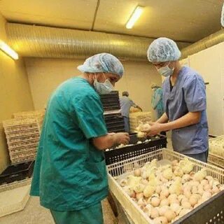 Вакцинация цыплят