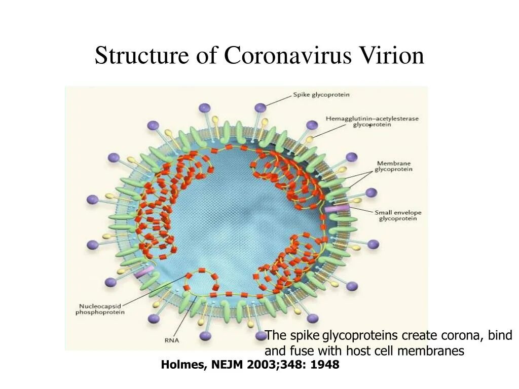 Коронавирус Вирион. Коронавирус патогенез. Коронавирус и его строение. Коронавирусы микробиология строение. Коронавирус полном