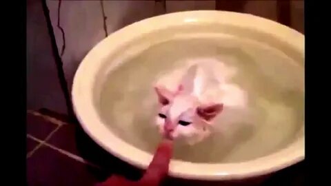 Плавающие кошки видео