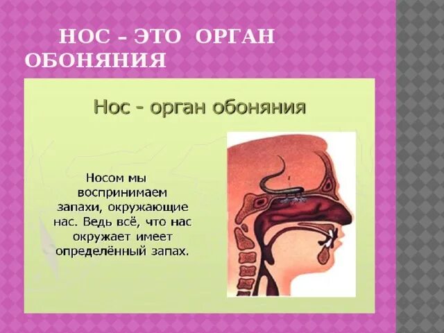 Орган обоняния 8 класс. Нос орган обоняния. Проект нос орган обоняния. Нос орган обоняния доклад. Нос орган обоняния 3 класс.