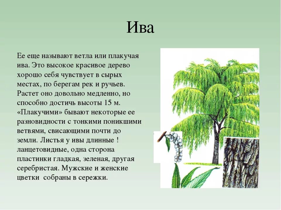 Ива дерево или кустарник 2 класс. Плакучая Ива дерево описание. Ива дерево описание. Рассказ про иву. Описание дерева красиво