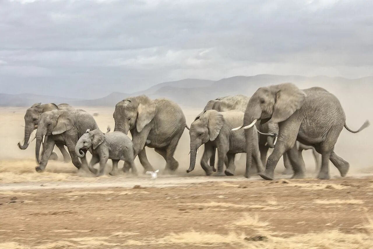 9 elephants