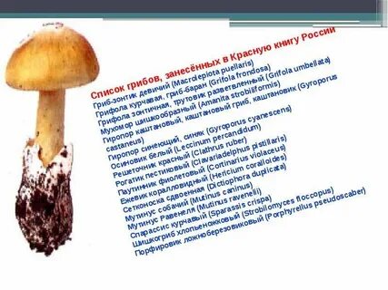 Сообщение о грибах занесенных в красную книгу