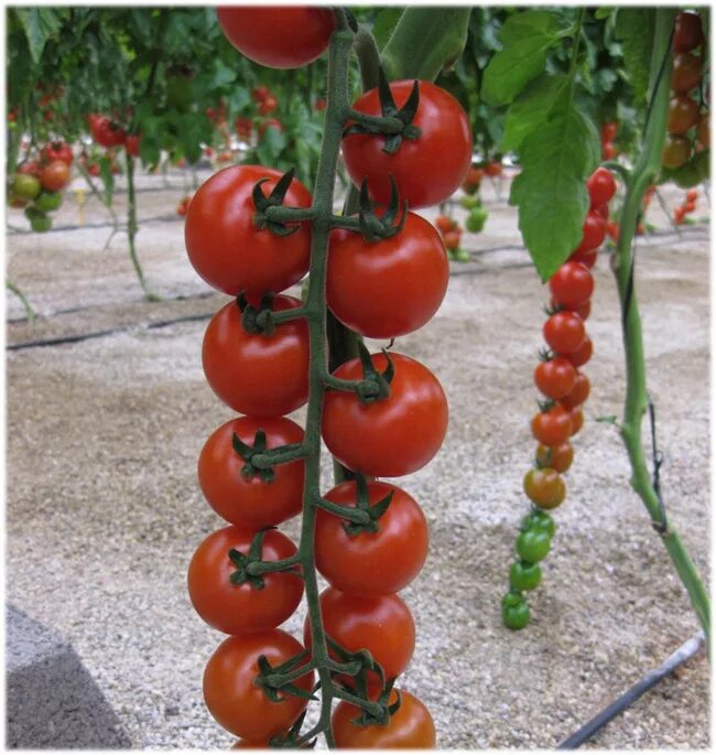 Черри краски томат купить. Томат черри краски f1. Семена помидор черри ф1. Черри гибрид ф1. Томат зорро f1.