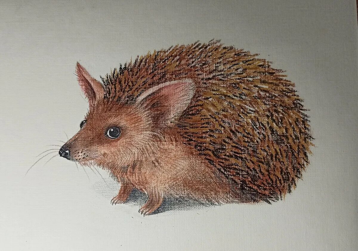 Как нарисовать ежика. Раскраска ежик для детей 5-6 лет. Ушастый еж рисунок. Рисунок ежа. Еж рисунок карандашом.