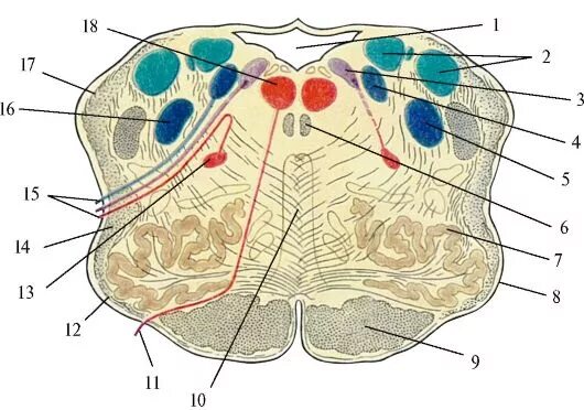Поперечный срез продолговатого мозга ядра. Ядра продолговатого мозга анатомия. Фронтальный срез продолговатого мозга. Ядра моста продолговатого мозга.