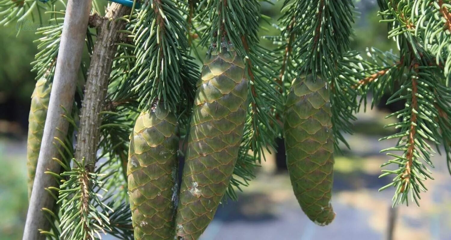 Со ель. Picea abies инверса. ель обыкновенная (picea abies inversa) c5 30-40. ель инверса шишки. picea abies punapaula.