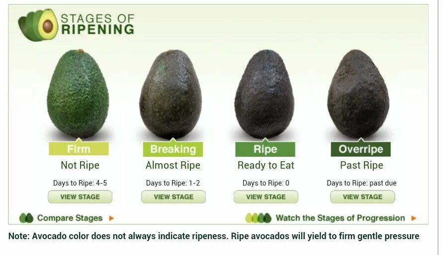 Fresh and Rotten Avocado Halves on White Background Stock Image - Image of objec
