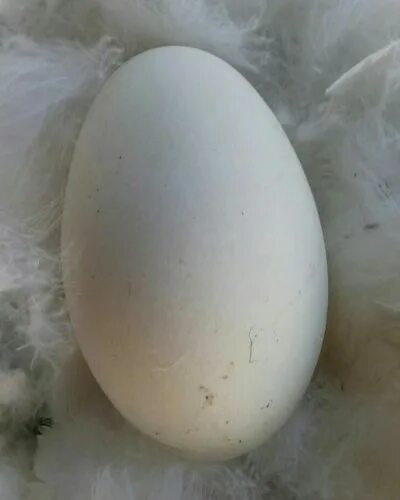 Сколько стоит десяток гусиных яиц. Гусиные яйца. Домашнее гусиное яйцо. Лебединое яйцо. Зеленоватые гусиные яйца.