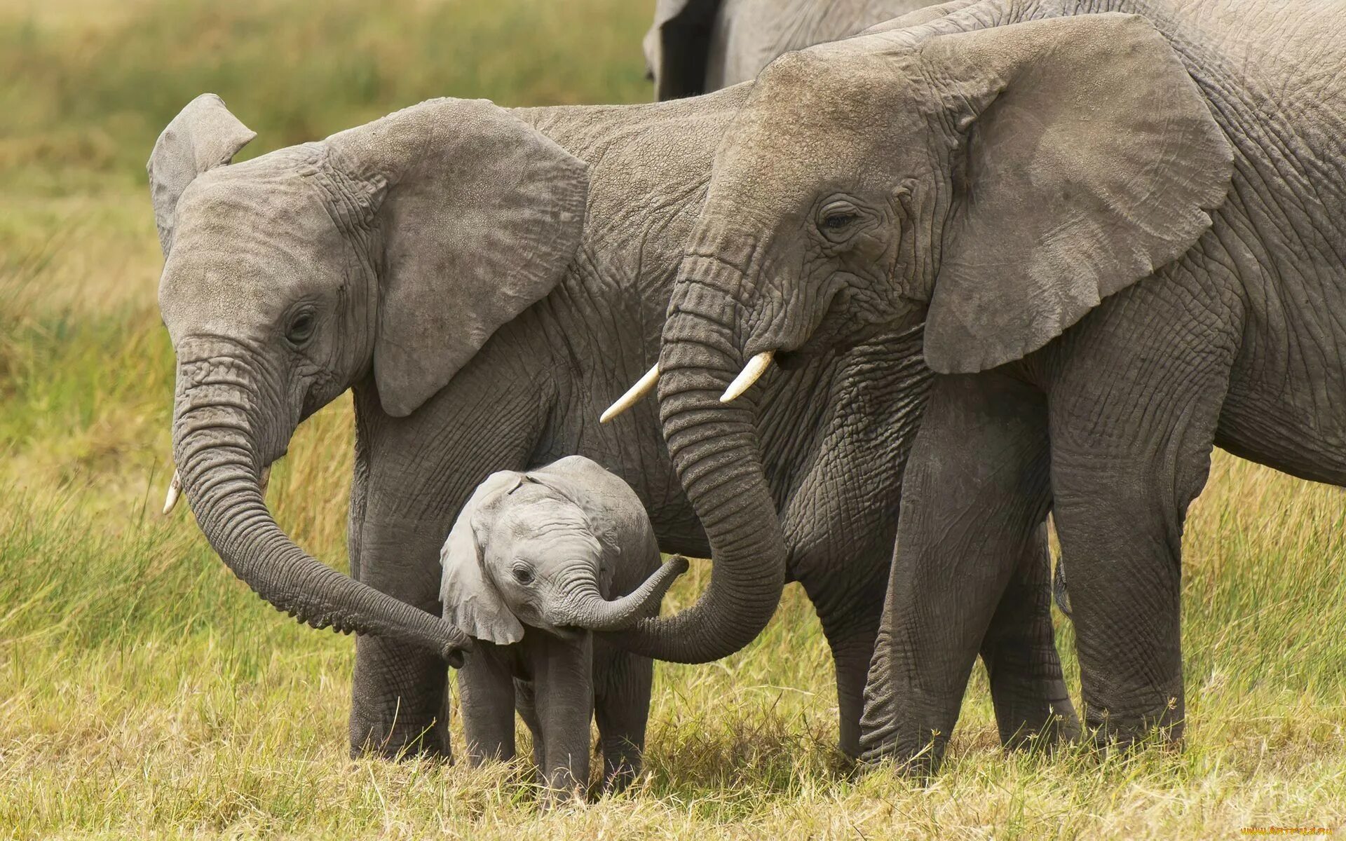 Слоновые хоботные. Слон слониха Слоненок. Хоботные (млекопитающие). Хоботные размножение. Слон слоновый