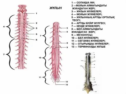 Шпиондық сексті қараңыз
