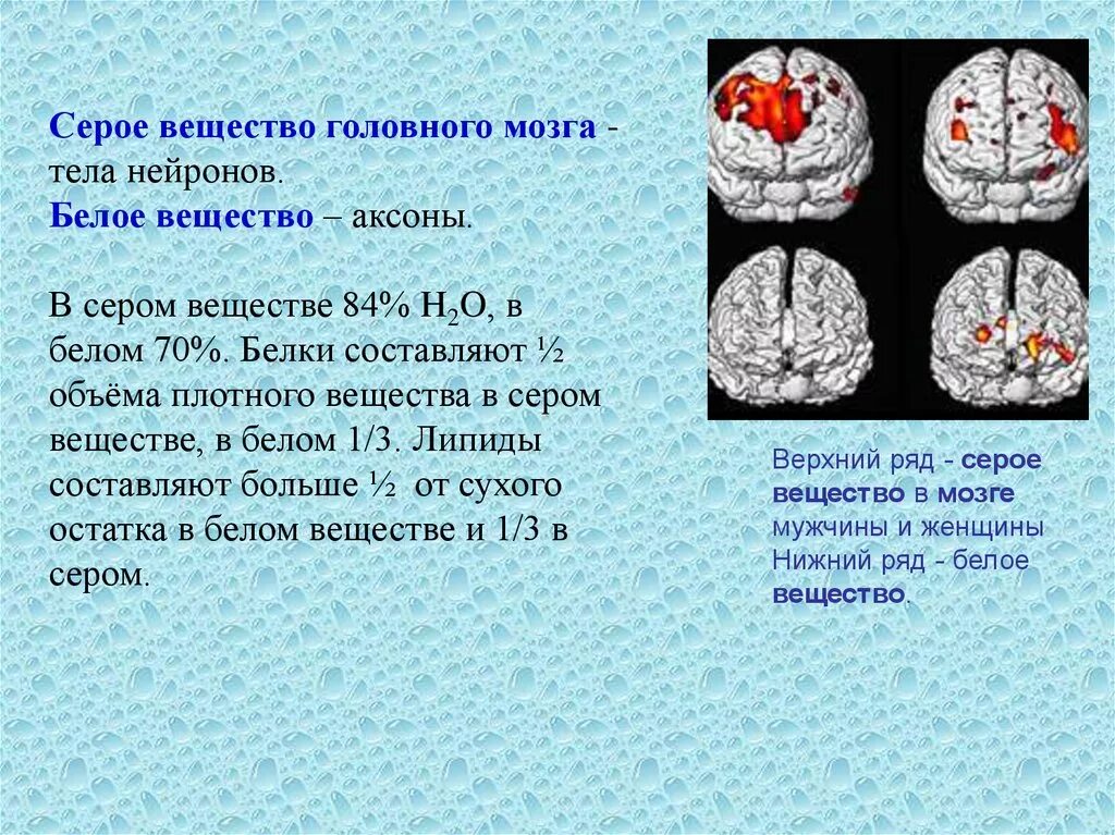 Серые клетки мозга